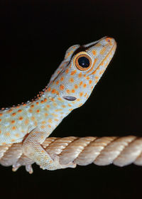 Close-up of a lizard over black background