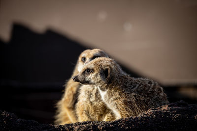 Close-up of meerkat looking away