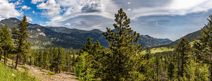 Scenic view of pine trees against sky