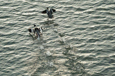 High angle view of swan swimming in water