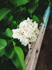 Close-up of white flowering plant