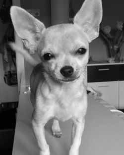 Close-up portrait of dog