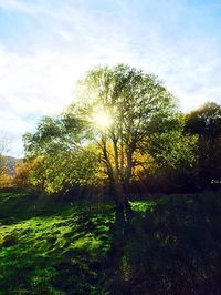 Sun shining through trees