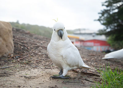 Close-up of a bird perching on a field