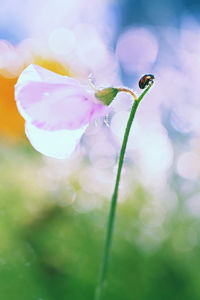 Close-up of pink flowering plant