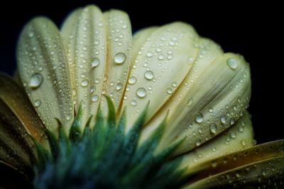 Close-up of water drops on leaf