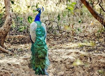 View of peacock