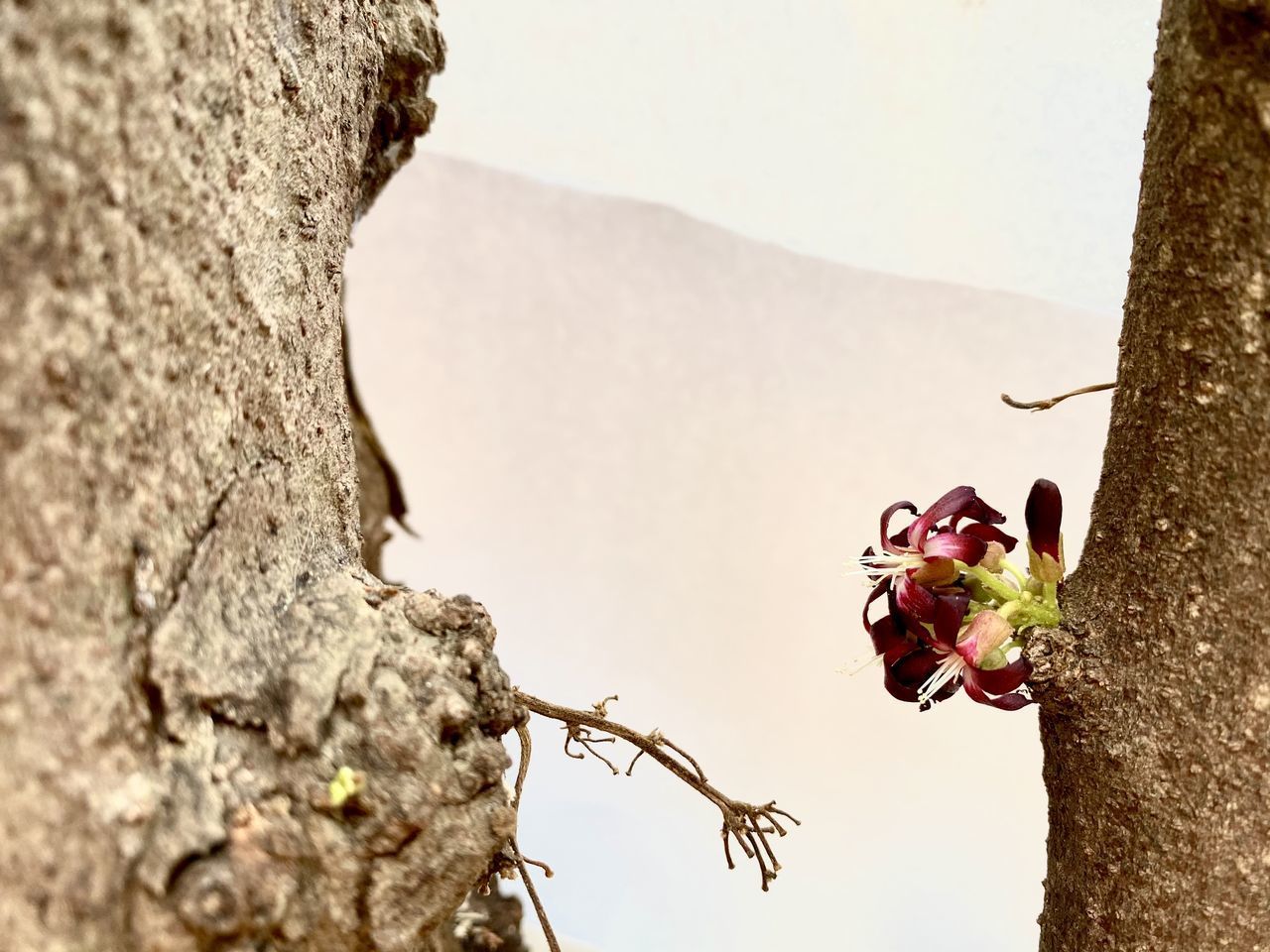 CLOSE-UP OF FLOWERING PLANT AGAINST TREE