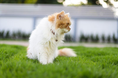 The cute persian cat sitting on the green grass field