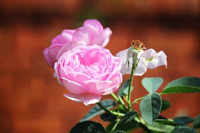 Close-up of pink rose