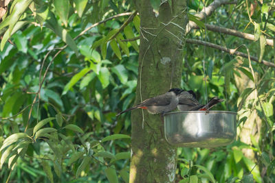 Birds perching on feeder at tree