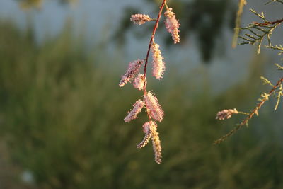 Close-up of flowering plant