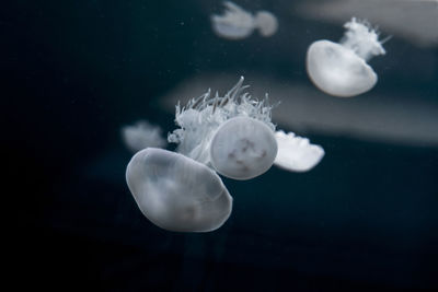 Close-up of jellyfish in sea