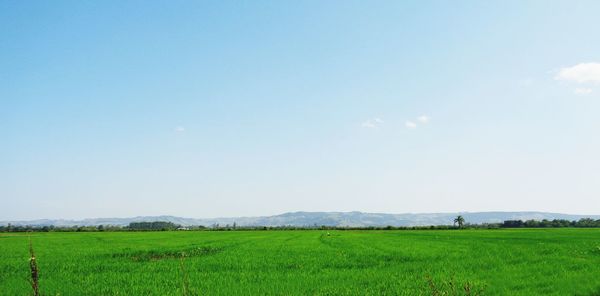 Scenic view of field against sky