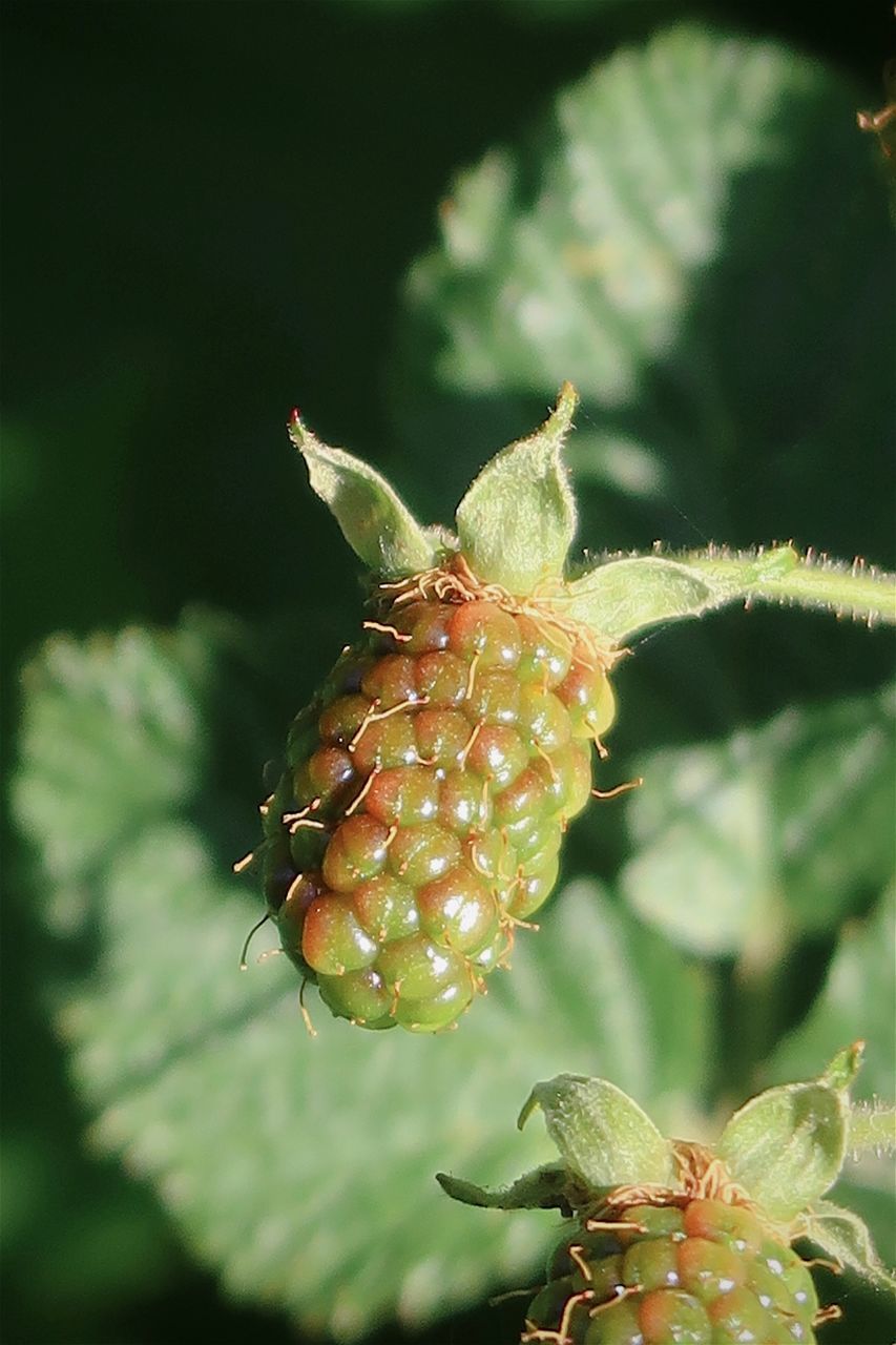 CLOSE-UP OF INSECT ON FLOWER BUD