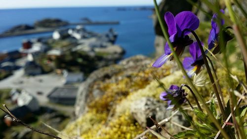 Close-up of purple flowers blooming outdoors