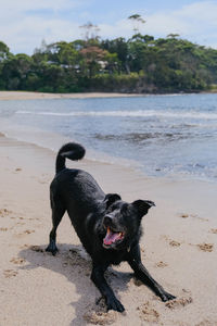 Dog on beach