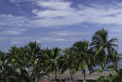 Palm trees against sky