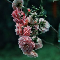 Close-up of pink flowers on tree