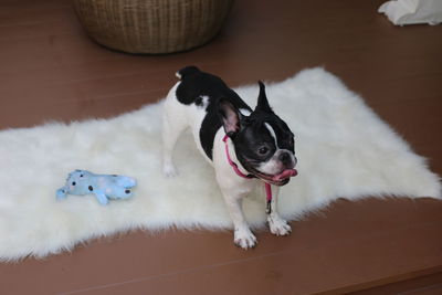 High angle view of dog lying down on floor