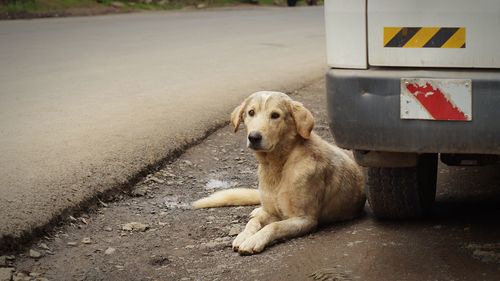 Dog sitting on road