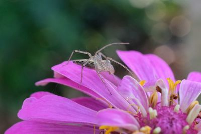 Close-up of butterfly pollinating on pink flower