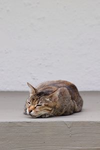 Close-up of cat sitting on wall