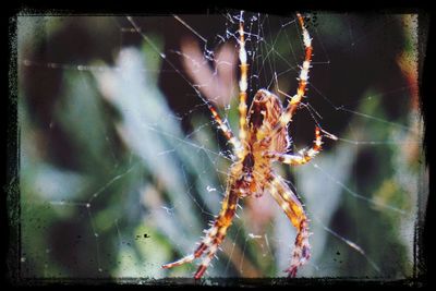 Close-up of spider web