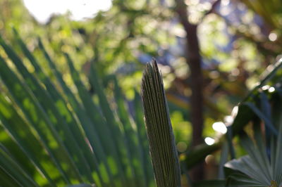 Low angle view of plant in forest