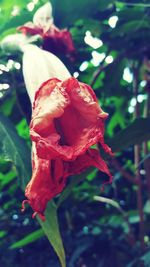 Close-up of red rose blooming outdoors