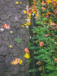 Close-up of autumn leaves