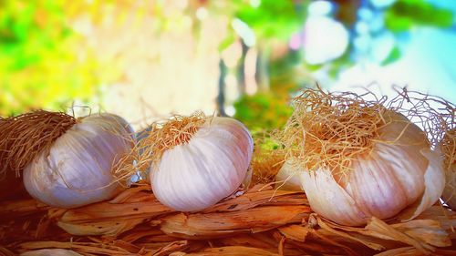 Close-up of garlic bulbs