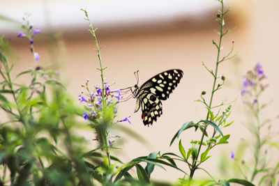 Close-up of butterfly pollinating on purple flower