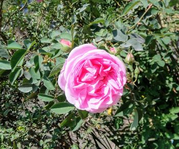 Close-up of pink flower blooming outdoors