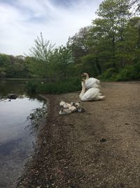 View of swans sitting on lake