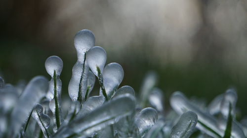 Close-up of ice formations on grass blades