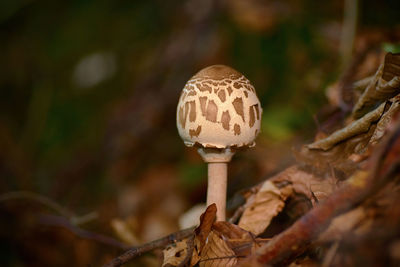 Close-up of mushroom in forest