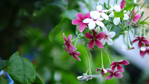 Close-up of pink flowering plant