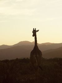 Giraffe sunset south africa