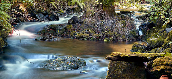 View of waterfall in forest