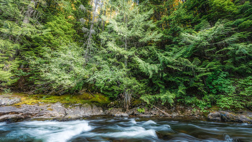 Scenic view of river flowing through forest