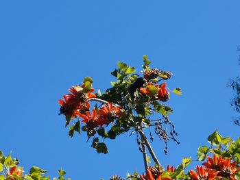 Low angle view of flowering plants against clear blue sky