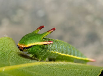 Close-up of insect on leaf
