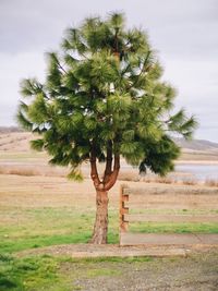 Trees on grassy field