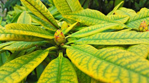 Close-up of plant