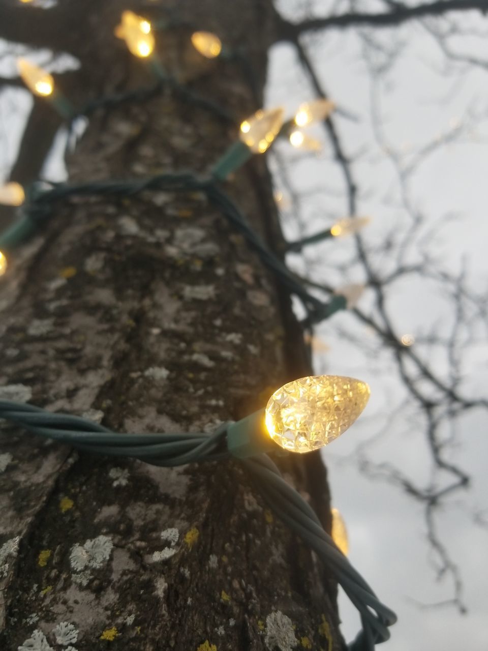 LOW ANGLE VIEW OF ILLUMINATED LIGHTING EQUIPMENT ON TREE TRUNK