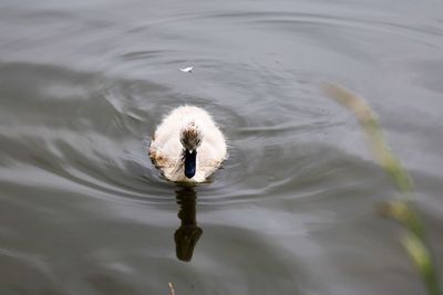 High angle view of cygnet swimming on lake