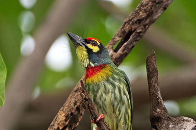 Close-up of a bird perching on branch