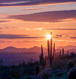 Scenic view of sunset with saguaro cactus silhouette 