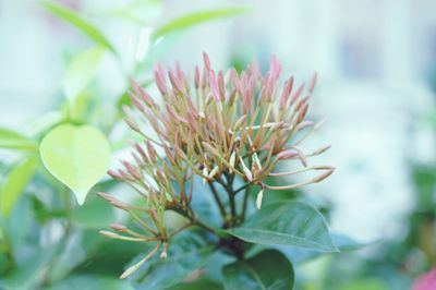 Close-up of flowering plant against blurred background